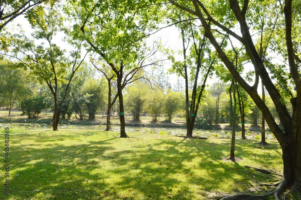 green forest in country Thailand green forest in country Thailand