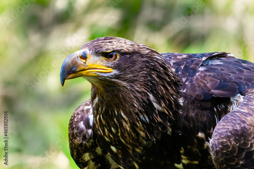 Golden Eagle Closeup