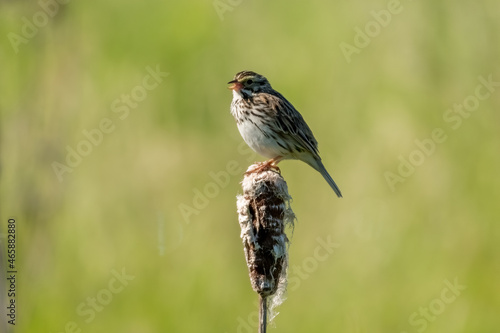 Savannah Sparrow on a Reed