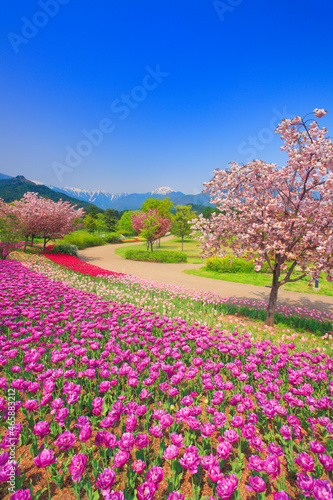 八重桜とチューリップ畑と遊歩道と常念岳, 安曇野市,長野県