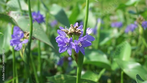 Pontederia vaginalis (heartshape false pickerelweed, oval-leafed pondweed, enceng sawang, wewehan) with a natural background. Each has six purple-blue tepals just over a centimeter long. photo