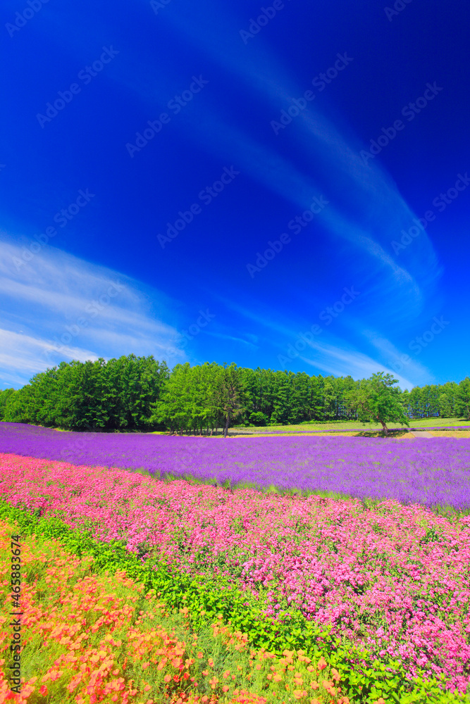 ラベンダーと小町草とカリフォルニアポピーなどの花畑, 中富良野町,空知郡,北海道 ラベンダーと小町草とカリフォルニアポピーなどの花畑, 中富良野町,空知郡,北海道