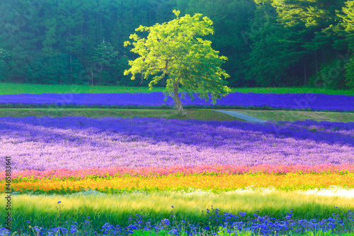 ラベンダーなどの花畑と木立,夕景, 中富良野町,空知郡,北海道