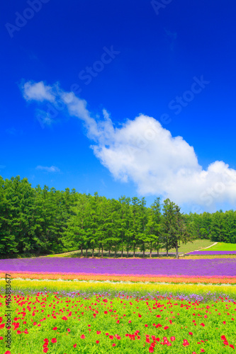 ラベンダーとポピーなどの花畑, 中富良野町,空知郡,北海道