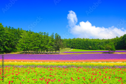 ラベンダーとポピーなどの花畑, 中富良野町,空知郡,北海道