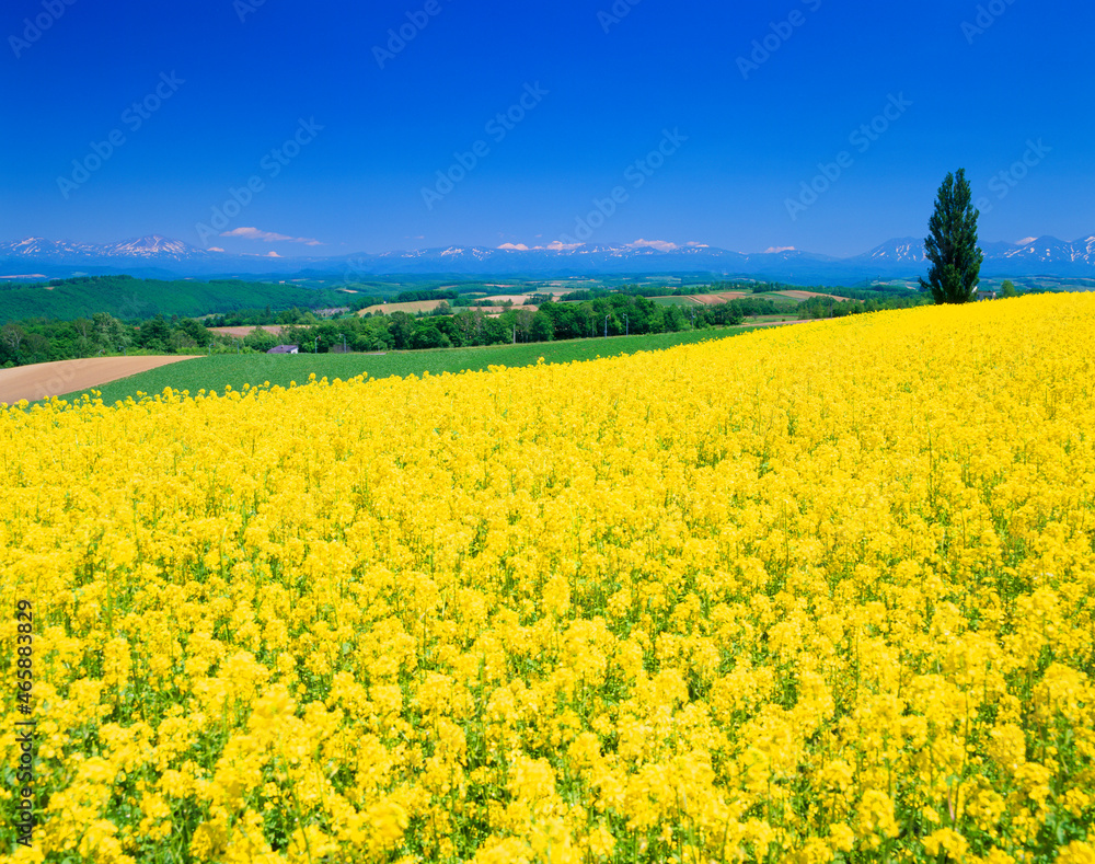 菜の花畑とケンとメリーの木と大雪山と十勝連峰, 美瑛町,上川郡,北海道 菜の花畑とケンとメリーの木と大雪山と十勝連峰, 美瑛町,上川郡,北海道