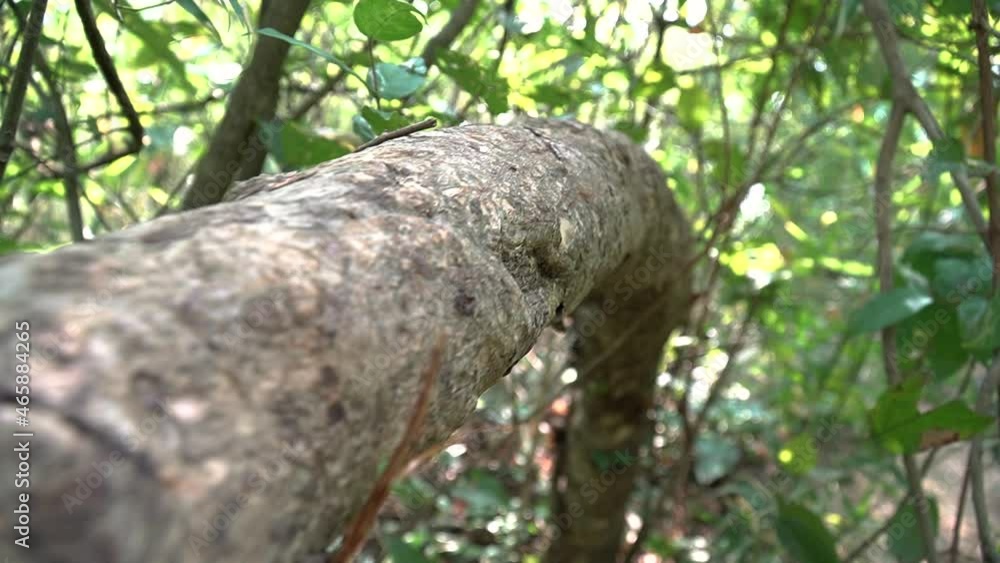 View along the length of horizontal tree branch amidst wilderness. Close up. View along the length of horizontal tree branch amidst wilderness. Close up.