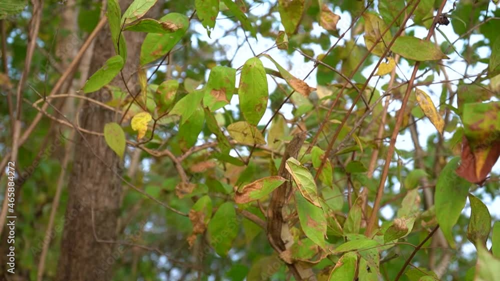 Autumn leaves on trees swinging under light breeze. Autumn leaves on trees swinging under light breeze.