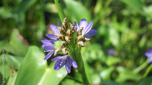 Pontederia vaginalis (heartshape false pickerelweed, oval-leafed pondweed, enceng sawang, wewehan) with a natural background. Each has six purple-blue tepals just over a centimeter long. photo