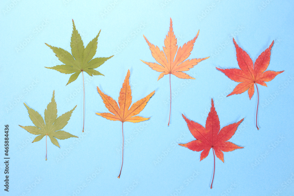 青背景のモミジの押し葉