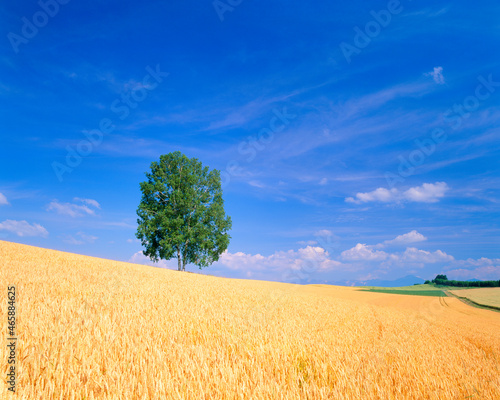 小麦畑と木立と十勝連峰, 美瑛町,上川郡,北海道