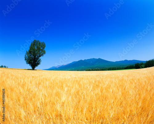 ビール麦畑と十勝連峰と木立, 中富良野町,空知郡,北海道