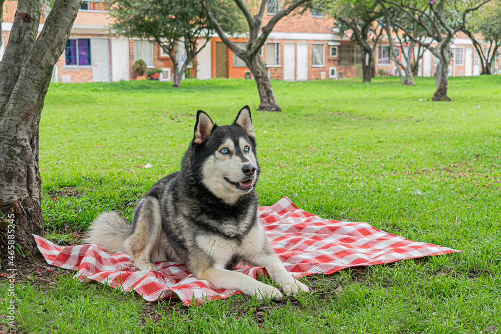 Siberian Dog Black And White Playing In A Park In Bogot Colombia siberian-dog-black-and-white-playing-in-a-park-in-bogot-colombia