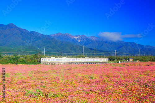 花咲く赤そば畑と木曽駒ヶ岳とJR飯田線の電車, 中川村,上伊那郡,長野県 photo