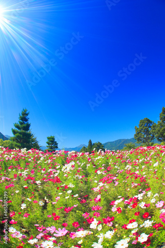 Wallpaper Mural コスモス畑と太陽の光芒と常念岳, 安曇野市,長野県 Torontodigital.ca