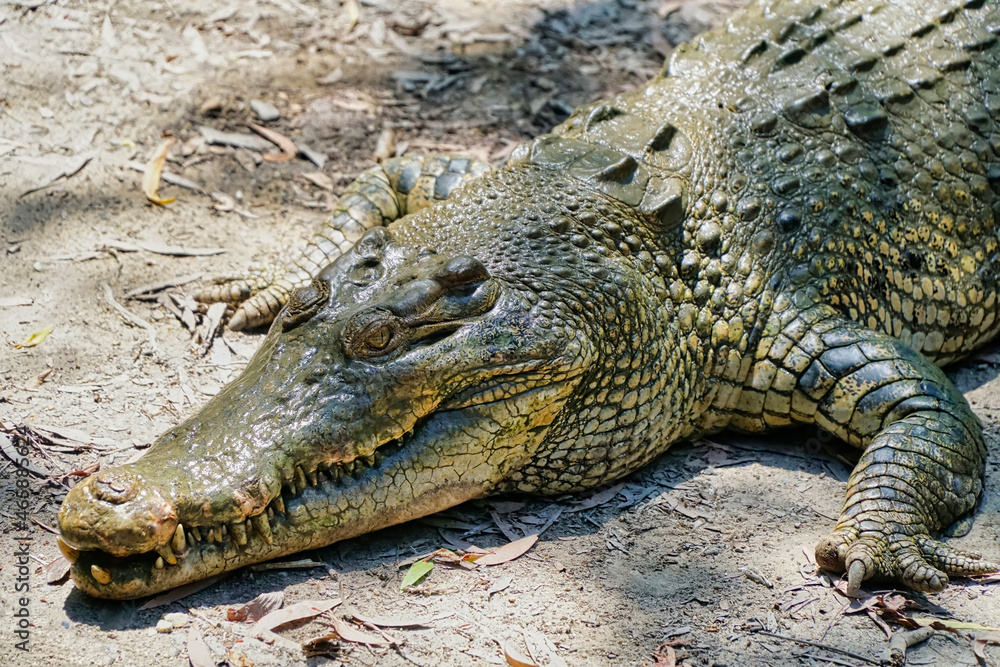 Fototapeta premium crocodiles at Hartley's crocodile farm Cairns North Queensland Australia
