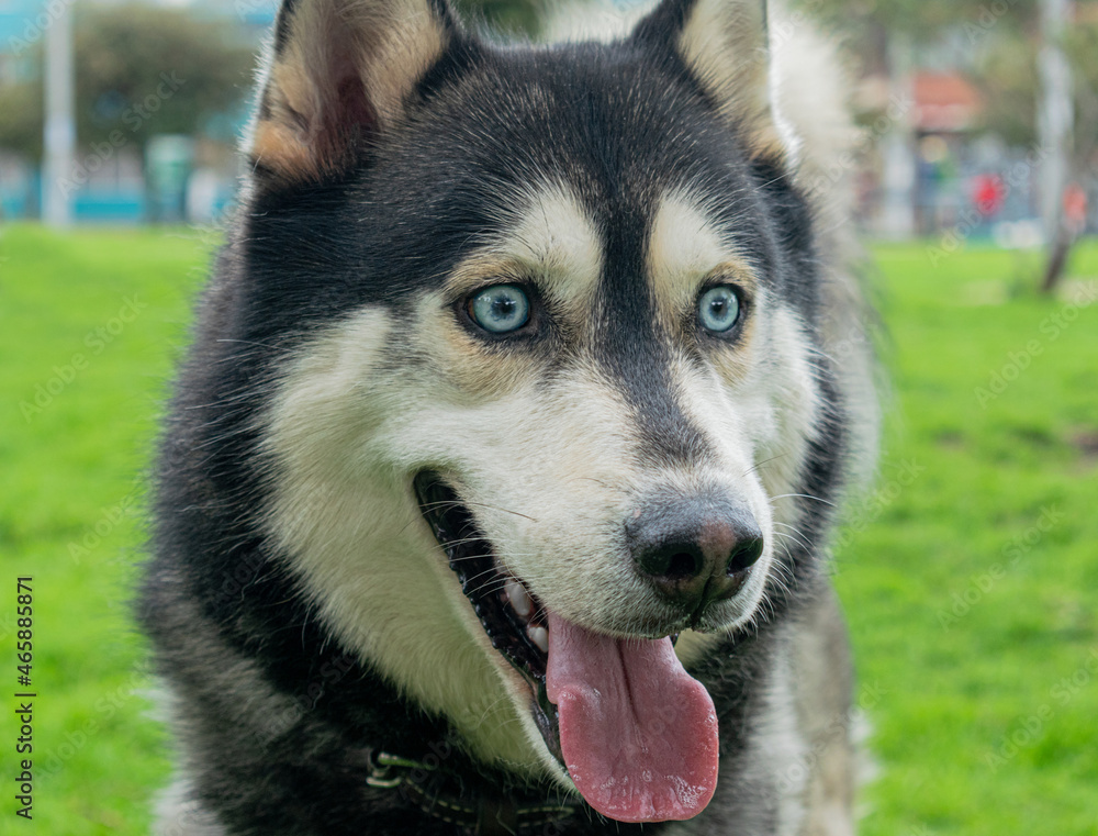 Siberian dog, black and white, playing in a park in Bogotá (Colombia) with its owner Siberian dog, black and white, playing in a park in Bogotá (Colombia) with its owner