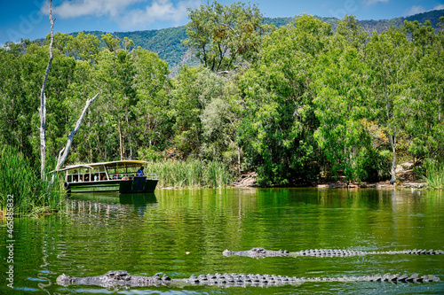 crocodiles at Hartley's crocodile farm Cairns Australia