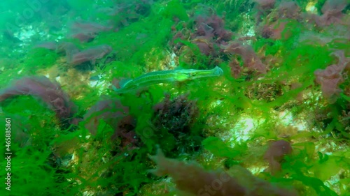 Black Sea, Broad-nosed pipefish (Syngnathus typhle) swims among sea red and green algae photo