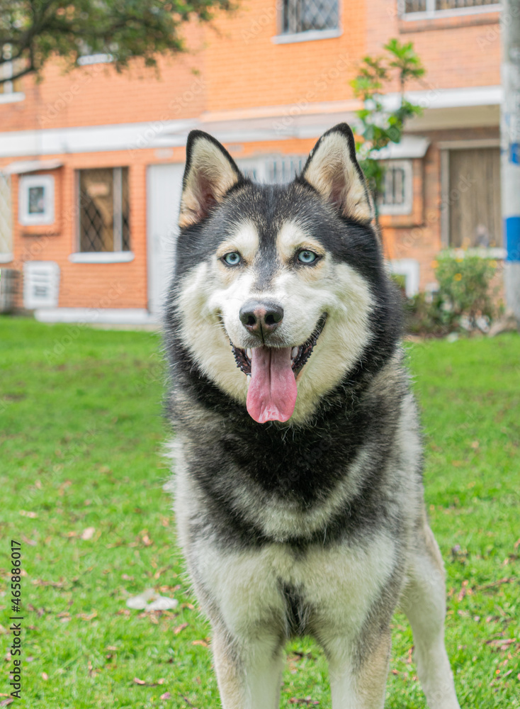 Siberian dog, black and white, playing in a park in Bogotá (Colombia) with its owner