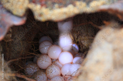 ウミガメの産卵, 屋久島町,熊毛郡,鹿児島県 photo