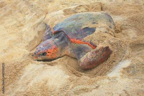 Fotografie 産卵後、砂をかけるウミガメ, 屋久島町,熊毛郡,鹿児島県