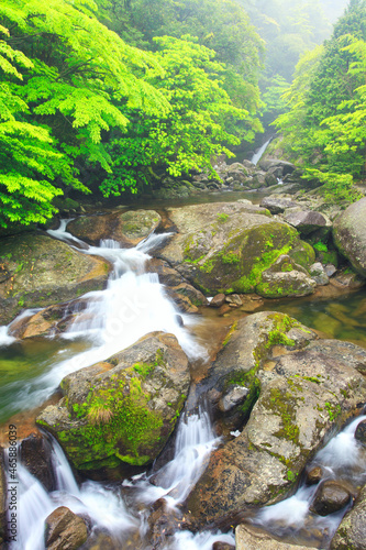新緑の白谷雲水峡と白たえの滝, 屋久島町,熊毛郡,鹿児島県 photo