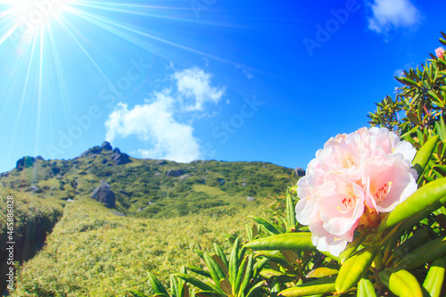 ヤクシマシャクナゲの花と栗生岳と太陽の光芒, 屋久島町,熊毛郡,鹿児島県
