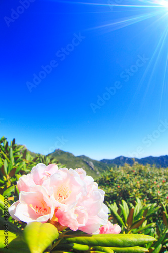 ヤクシマシャクナゲの花と安房岳と黒味岳と太陽の光芒, 屋久島町,熊毛郡,鹿児島県