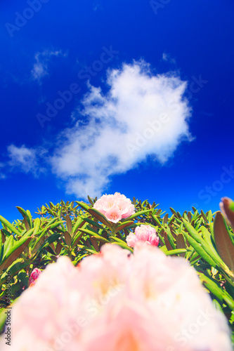 ヤクシマシャクナゲの花, 屋久島町,熊毛郡,鹿児島県