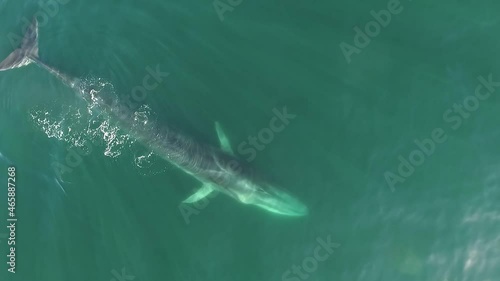 Balaenoptera physalus fin whale swimming slowly in the calm waters of the sea of Cortez, in Bahia de Los Angeles, Mexico. photo