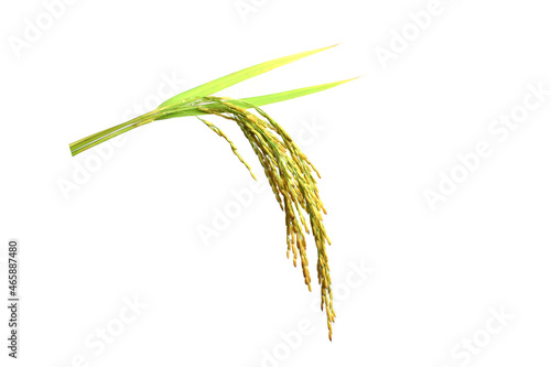 jasmine rice thai rice isolated on white background