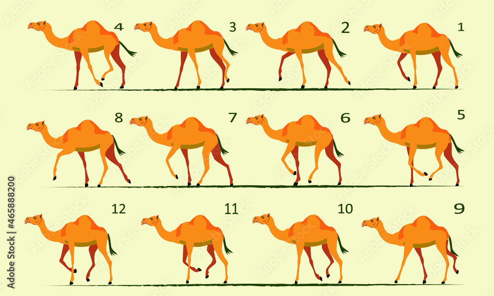 Camel animation. Walk cycle. Gait, twelve key positions. Stock Vector ...