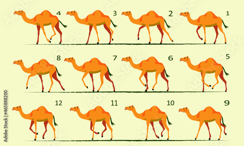 Camel animation. Walk cycle. Gait, twelve key positions. photo