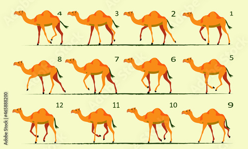 Camel animation. Walk cycle. Gait, twelve key positions.