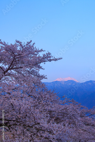 Wallpaper Mural 桜と朝日に染まる常念岳, 池田町,北安曇郡,長野県 Torontodigital.ca