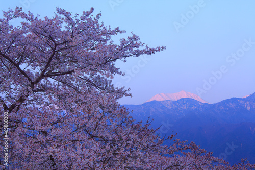 Wallpaper Mural 桜と朝日に染まる常念岳, 池田町,北安曇郡,長野県 Torontodigital.ca