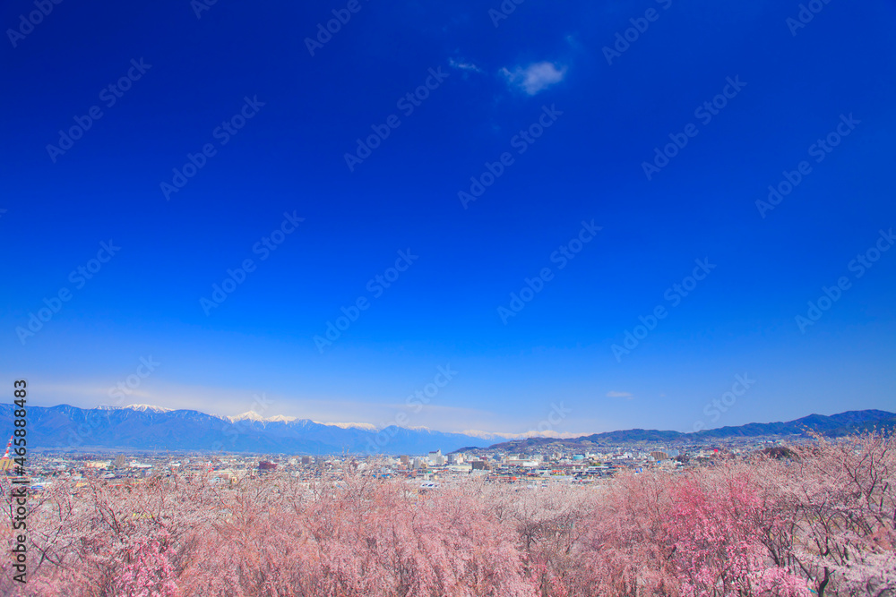 桜と常念岳と鹿島槍ヶ岳など北アルプスと松本市街, 松本市,長野県 桜と常念岳と鹿島槍ヶ岳など北アルプスと松本市街, 松本市,長野県