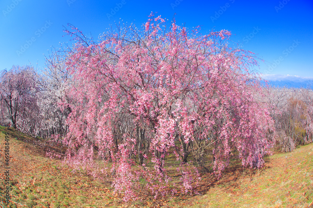 ベニシダレと常念岳, 松本市,長野県