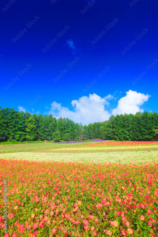 カリフォルニアポピーなどの花畑, 中富良野町,空知郡,北海道 カリフォルニアポピーなどの花畑, 中富良野町,空知郡,北海道