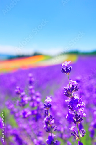 ラベンダーのアップとラベンダーなどの花畑, 中富良野町,空知郡,北海道