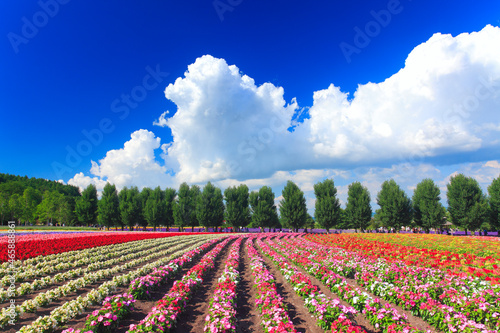 ニチニチソウなどの花畑とポプラ並木と入道雲, 中富良野町,空知郡,北海道