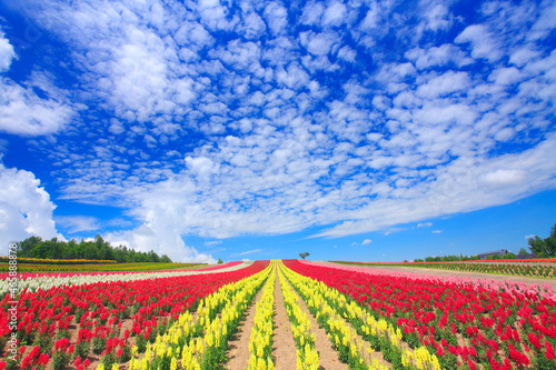 キンギョソウなどの花畑とうろこ雲, 美瑛町,上川郡,北海道 photo