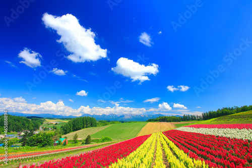 キンギョソウなどの花畑と十勝連峰とわた雲, 美瑛町,上川郡,北海道