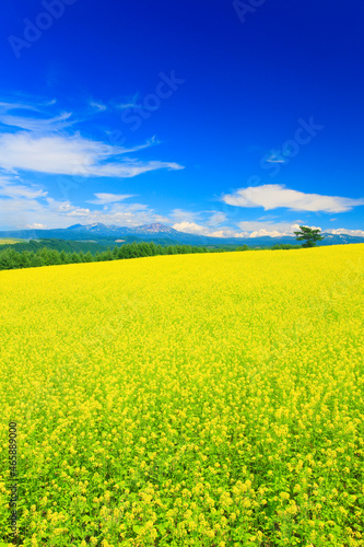 菜の花畑と木立と大雪山, 美瑛町,上川郡,北海道