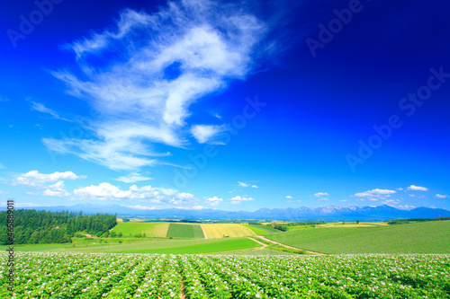 花咲くジャガイモ畑と大雪山と十勝連峰, 美瑛町,上川郡,北海道