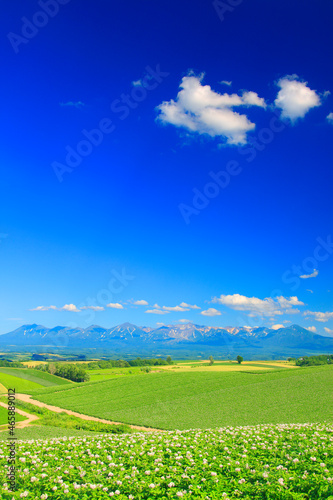 花咲くジャガイモ畑と十勝連峰, 美瑛町,上川郡,北海道