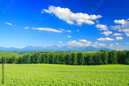 ジャガイモ畑と十勝連峰, 旭川市,北海道