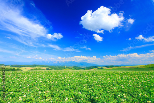 花咲くジャガイモ畑と十勝連峰とわた雲, 上富良野町,空知郡,北海道 photo