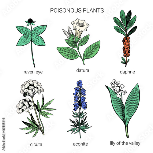 Set of colorful hand drawn poisonous plants. Illustration of toxic herbs in line art sketchy style. 